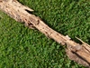web_2021-07-02_144514_2021-07-02_144514_DSC_9752.jpg